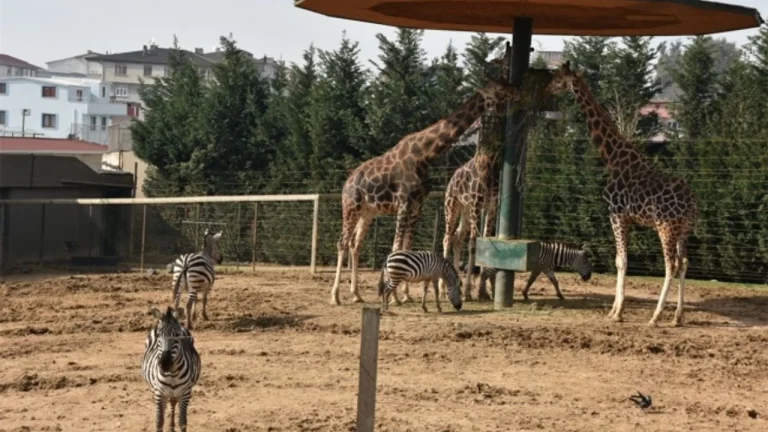 Darıca Hayvanat Bahçesi