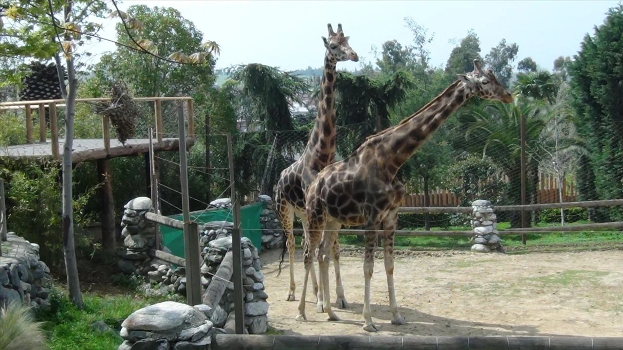 Darıca Hayvanat Bahçesi