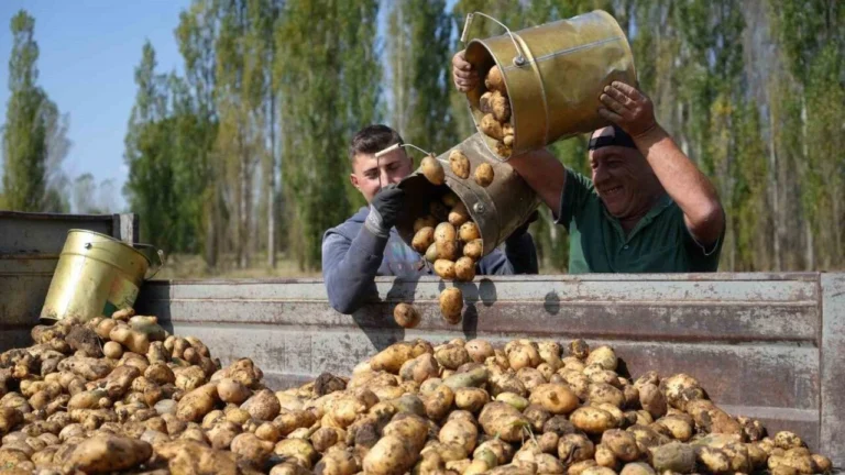 Rüyada Çamurlu Patates Görmek