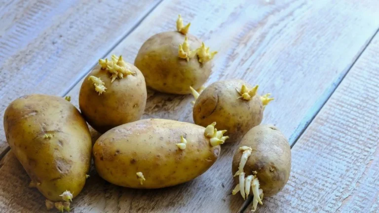 Rüyada Çimlenmiş Patates Görmek