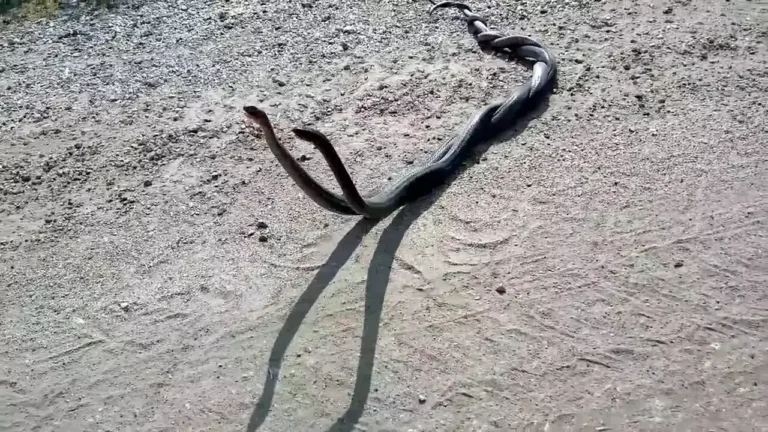 Rüyada Yılanların Çiftleşmesini Görmek
