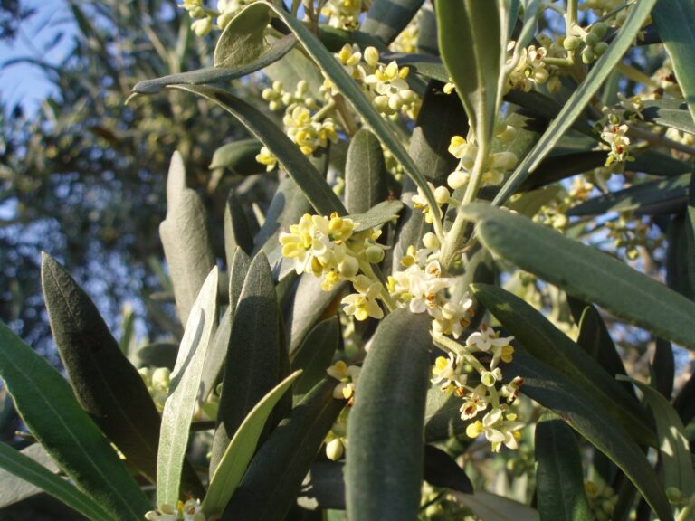 Rüyada Zeytin Ağacının Çiçek Açtığını Görmek